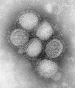 Influenza A virus